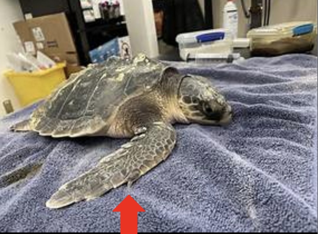 <p>Smallest sea turtle in world, triangular shaped head</p><p>1 claw, 1+ prefrontal scales, 6 or more lateral scutes</p>