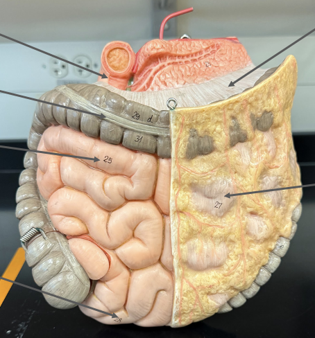 <p>Greater omentum</p>