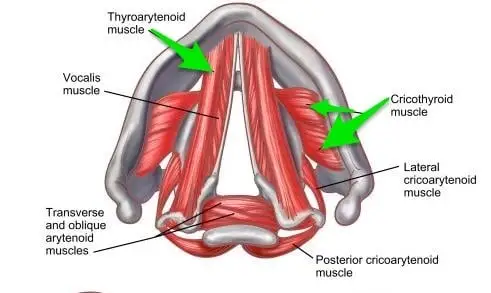 <p><strong>cricothyroid (intrinsic) muscles: </strong>actions </p>
