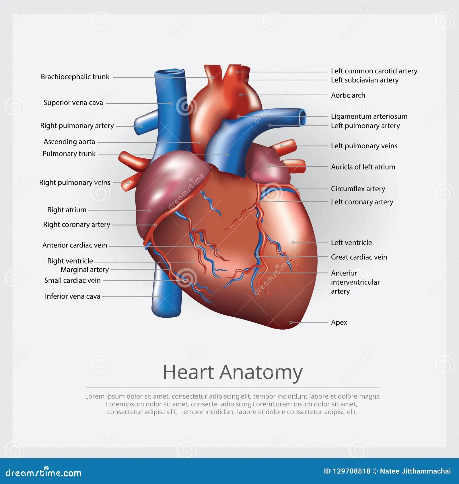 <p>heart</p><p>cardiovascular</p>