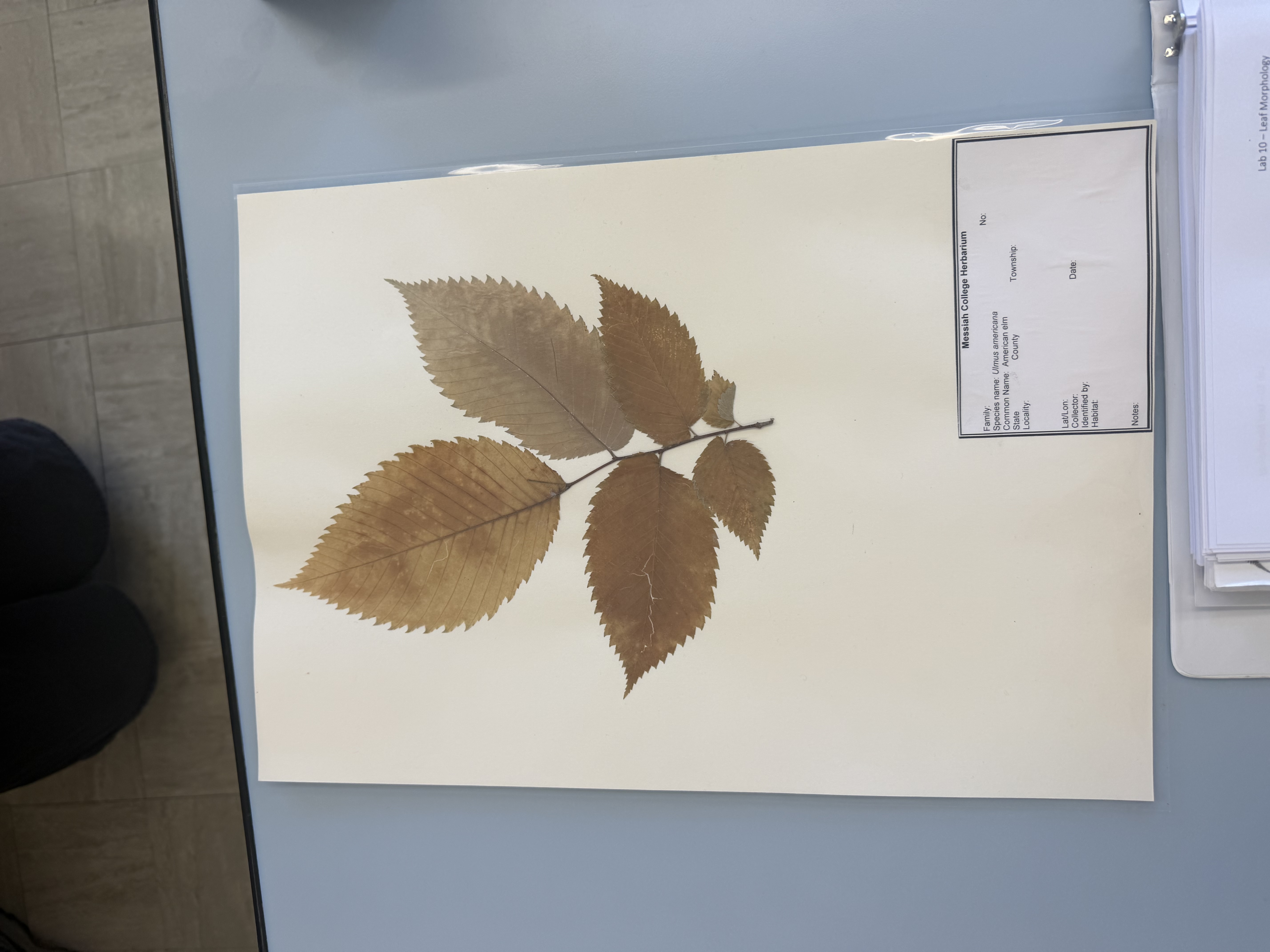 <p>ulmus americana</p>