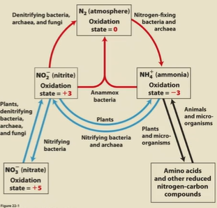 <p>N2 to NH4+/amino acids to NO2-/NO3- to N2. (red arrows in anaerobic environments)</p>