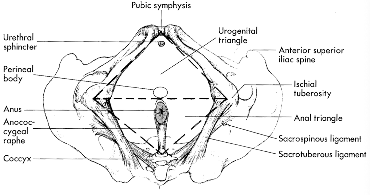 <p><strong>perineal body</strong>: where muscles attach </p>