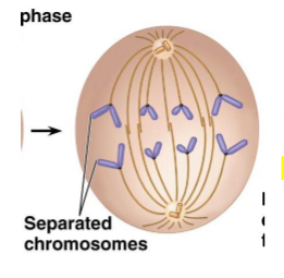 <ul><li><p>4th stage of mitosis</p></li><li><p>the two centromeres come apart</p></li><li><p>the sister chromatids separate</p></li><li><p>daughter chromosomes go towards opposite ends of the cell</p></li><li><p>microtubules attached to kinetochores shorten</p></li><li><p>microtubules not attached to chromosomes lengthen; cell elongates</p></li></ul><p></p>