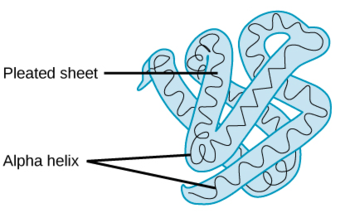 <p>Protein Structure: Tertiary</p>
