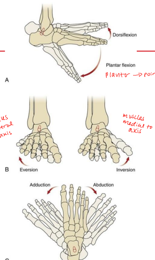 <ul><li><p>dorsiflexion/plantarflexion</p><ul><li><p>sagittal plane (ML axis)</p></li></ul></li><li><p>inversion/eversion</p><ul><li><p>frontal plane (AP axis)</p></li></ul></li><li><p>abduction/adduction</p><ul><li><p>transverse plane (SI axis)</p></li></ul></li></ul><p></p>
