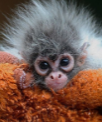 <p>down or fuzz (neonates)</p>