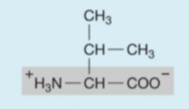 <p><strong>Hydrophobic</strong> (<strong>nonpolar</strong>) amino acids</p>