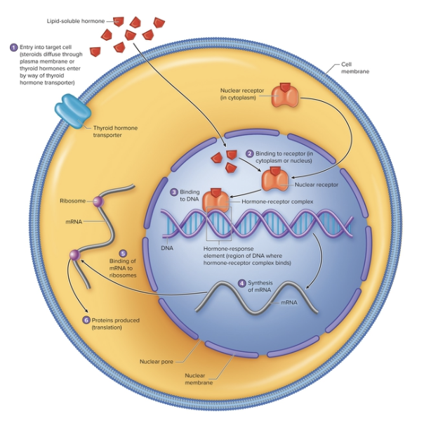 <p>Action of Nuclear Receptors</p>