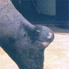 <p>What is the etiology for calcaneal bursitis (capped hock)?</p>