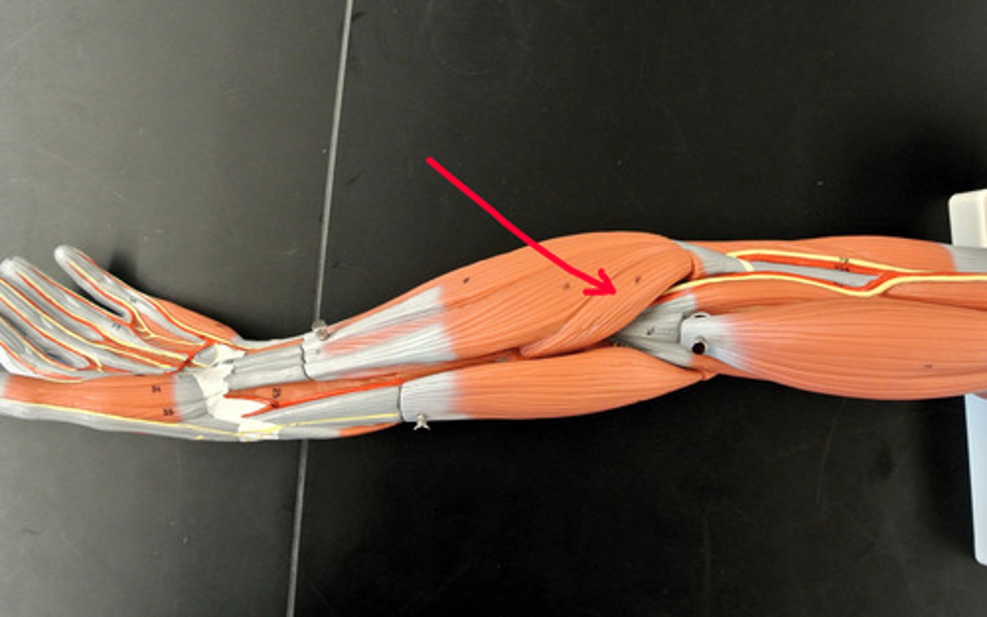 <p>Action - pronates and flexes forearm</p>