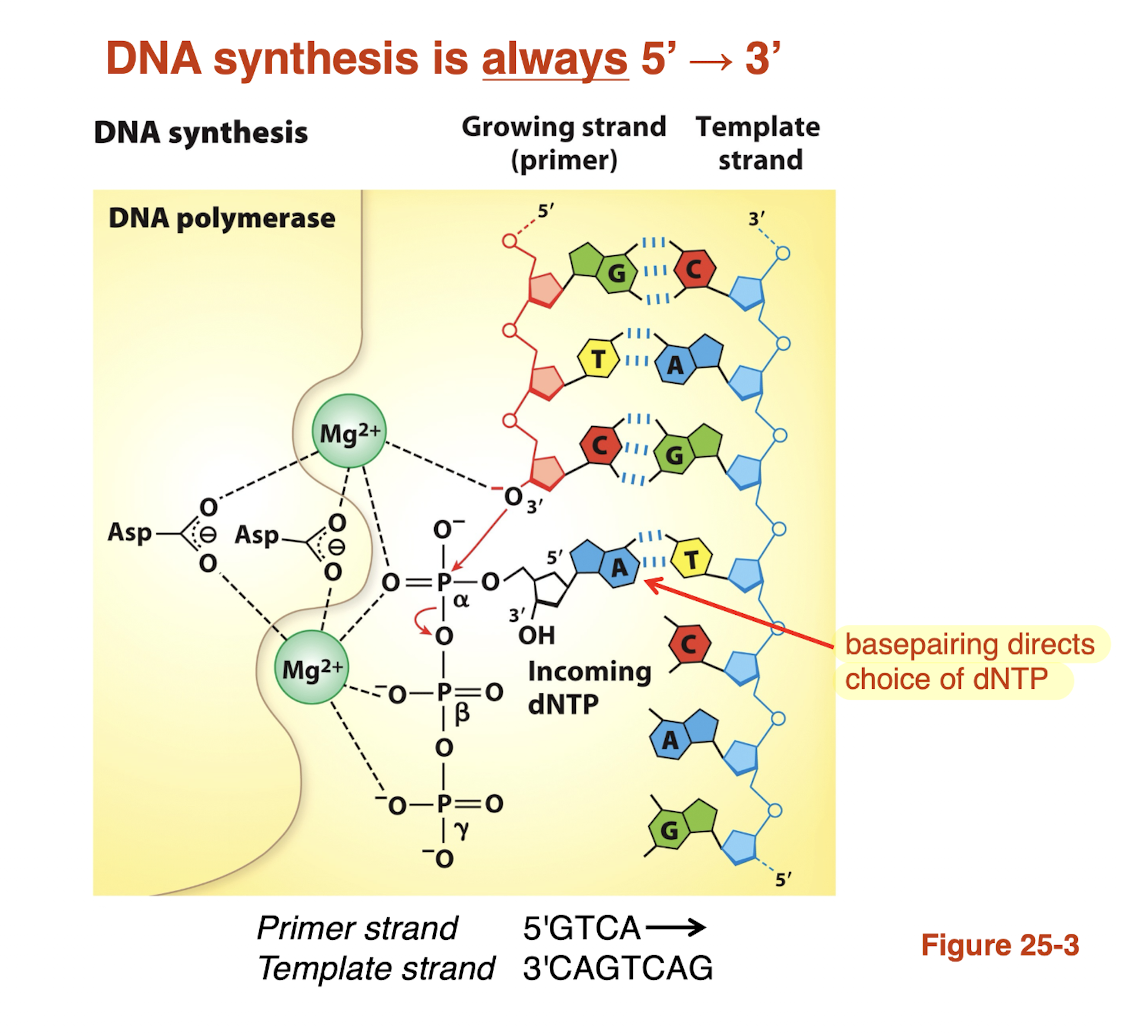 <p>DNA synthesis is always 5’—> 3’ </p>