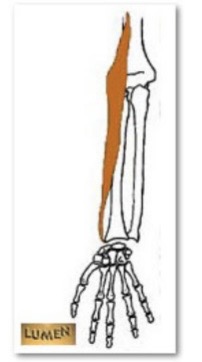 <p>M. Brachioradialis</p>