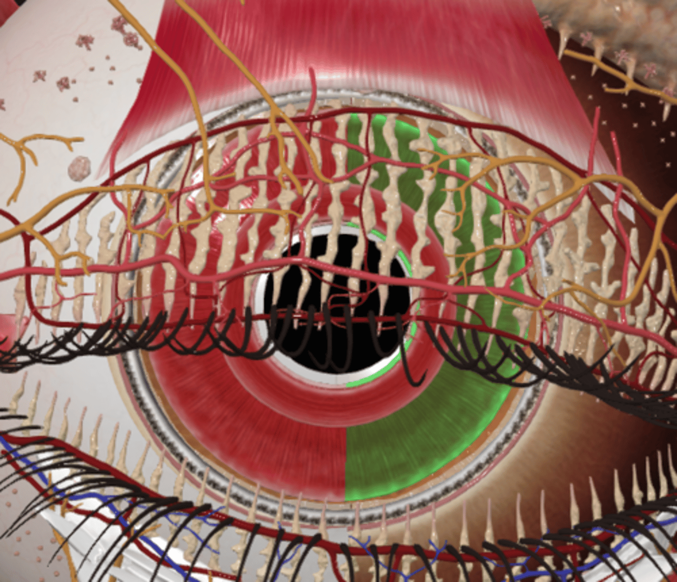 <p>What muscle dilates the pupil and how is it stimulated?</p>