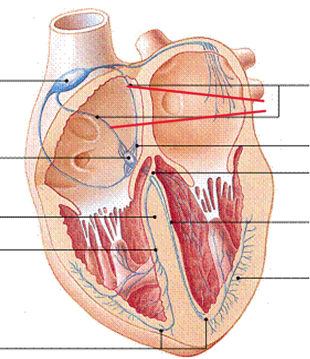 <p>Name the structure</p>