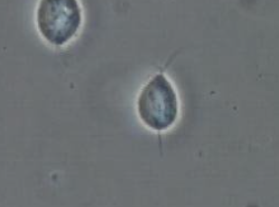 <p><span style="background-color: rgba(0, 0, 0, 0); line-height: 19.7625px;">What is the species in this photo?</span></p>