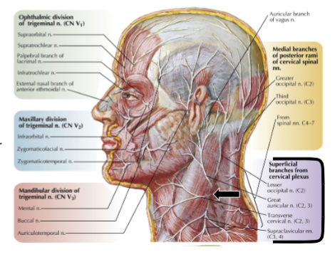 <p>Skin is innervated by C2, C3, C4 VPR</p><p>Lesser occipital nerve (C2), Great auricular nerve (C2, C3), Transverse cervical nerve (C2, C3), supraclavicular nerve (C3, C4)</p><p>Emerge at Erb’s Point</p>