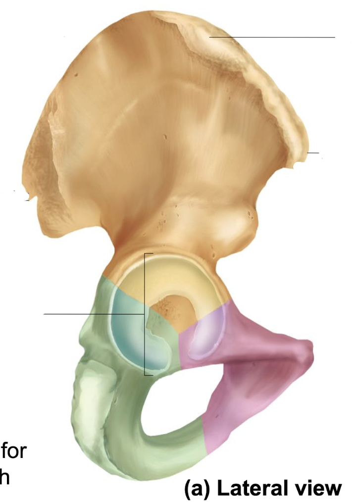 <p>what is this part of the hip in green?</p>
