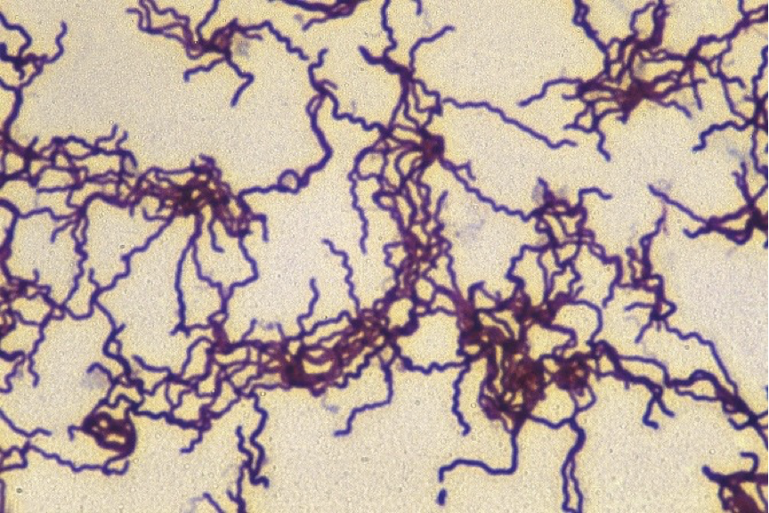 <p>What organism is this </p>