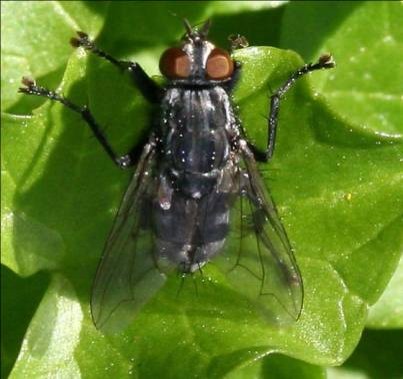 <p>Identify the insect and order</p>