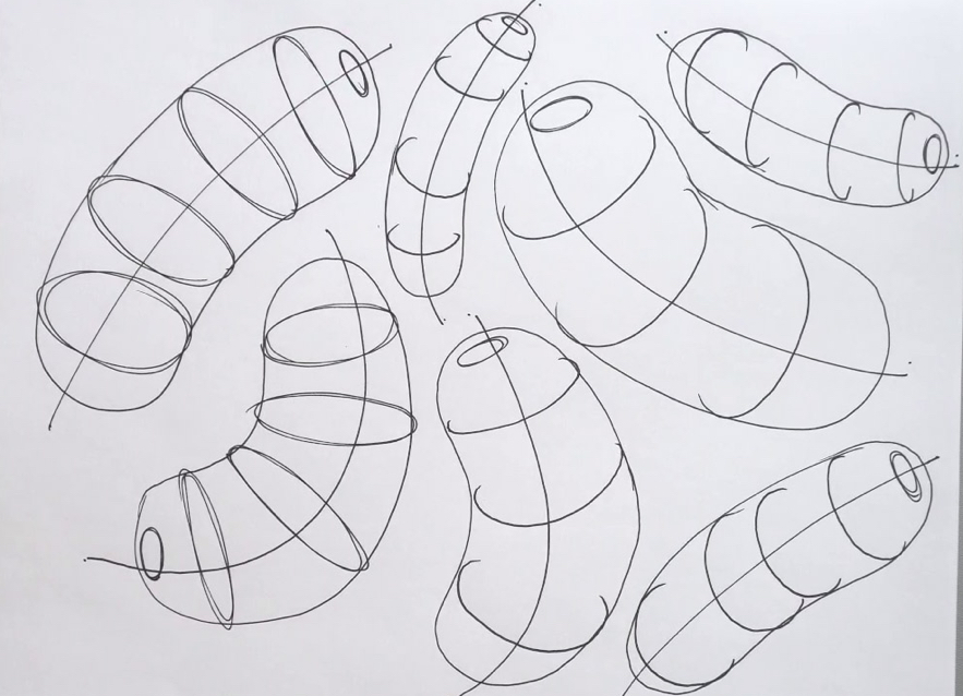 <ul><li><p><span><span>Your first priority is always going to be to draw these contour ellipses confidently, so as to maintain even shapes. </span></span></p></li><li><p><span><span>make sure the Ellipses fit inside the sausage</span></span></p></li></ul><p><span><span>give your ellipses a bit of a shift in their degree as you run through the length of the form.</span></span></p><p></p><p></p>