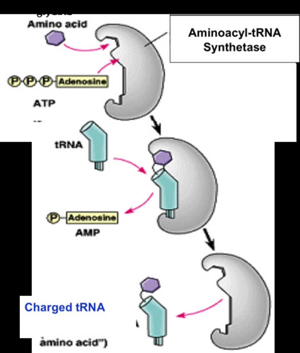 <p>During protein synthesis, an enzyme that attaches the correct amino acid to a tRNA molecule to form a "charged" aminoacyl-tRNA.</p>