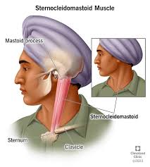 <p>flexes head</p>