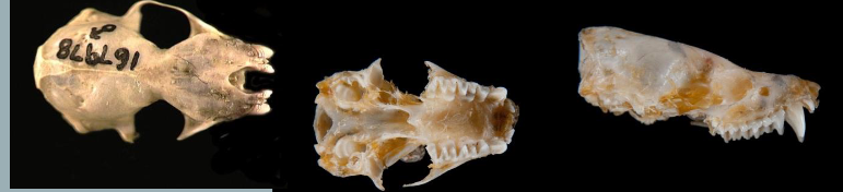 <p>Eptesicus fuscus</p>