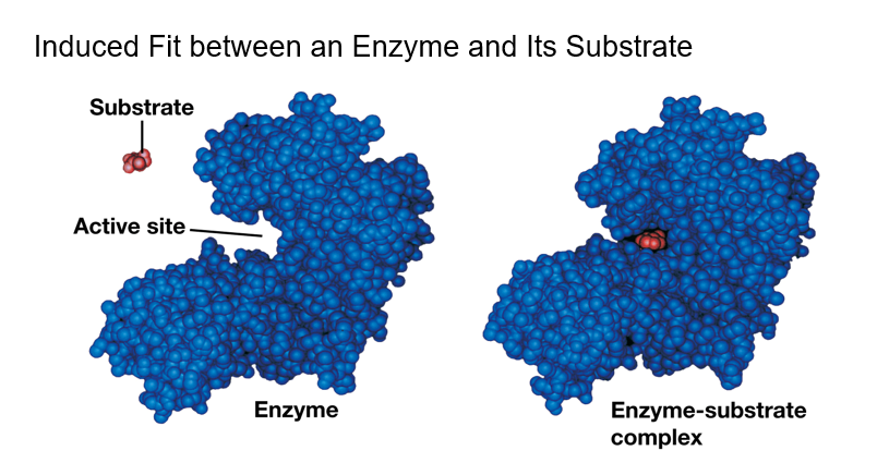 <ul><li><p><span>Enzymes change shape due to chemical interactions with the substrate</span></p></li></ul><ul><li><p><span>This <strong>induced</strong> <strong>fit</strong> of the enzyme to the substrate brings chemical groups of the active site together</span></p></li></ul><p></p>