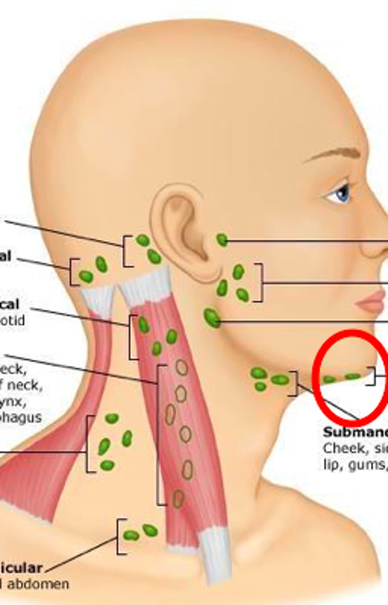<p>palpate in the midline a few centimeters behind the tip of the mandible.</p>