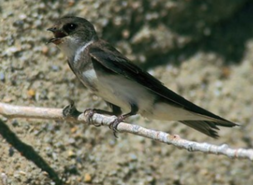 <p>Order: Passeriformes<br>Family: Hirundinidae</p>