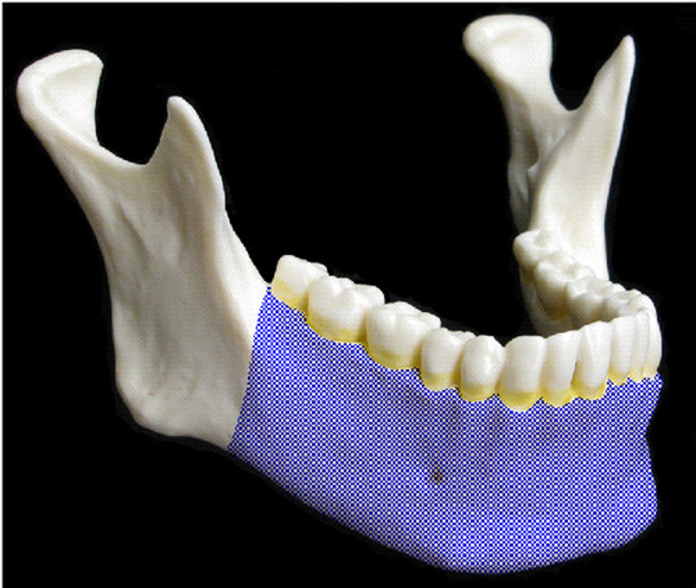 <p>lower jaw bone [YOU NEED THIS BONE TO SAY MANNNN]</p>
