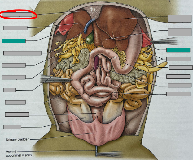 <p>What part of the organism is this?</p>