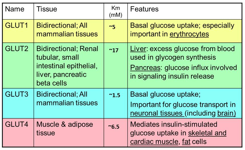 <ol><li><p>Sgluts = sodiu, glucose linked transport</p><ol><li><p>gluoces + galactose uptake into intestanal cells</p></li><li><p>fructose is small enough to diffuse across the cell membrane using GLUt 5</p></li><li><p>Glut 2 releases monosachharides into the blood streme</p></li></ol></li></ol><p></p>