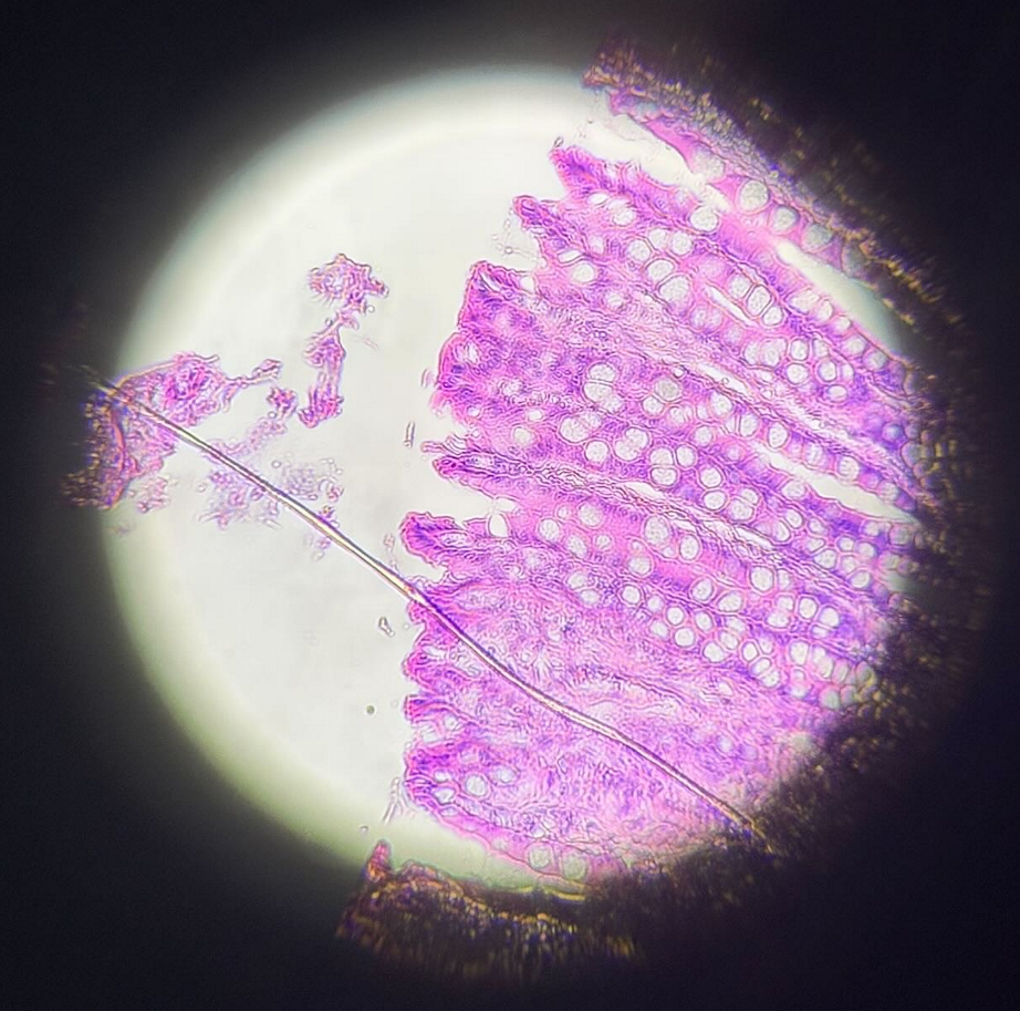 knowt flashcard image