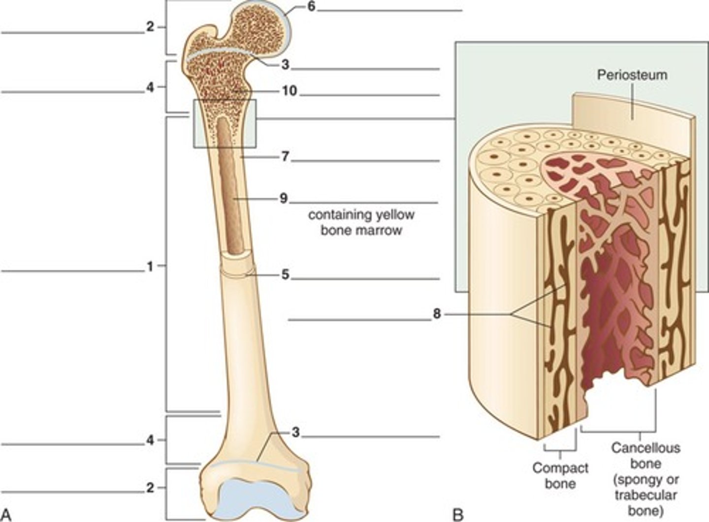 <p>Bony tissue, collagen, osteocytes, and calcium salts.</p>
