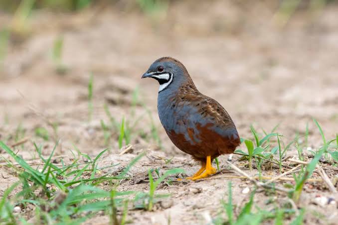 <p>identify</p>