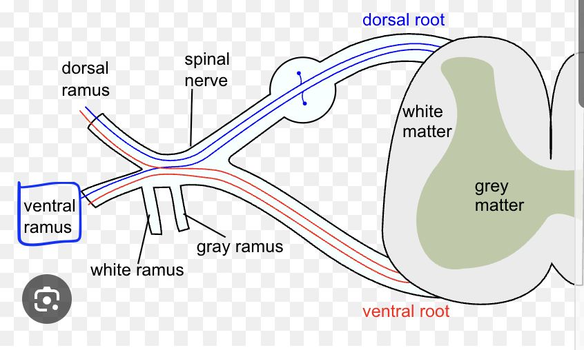 <p>little protrusion, ventral</p>