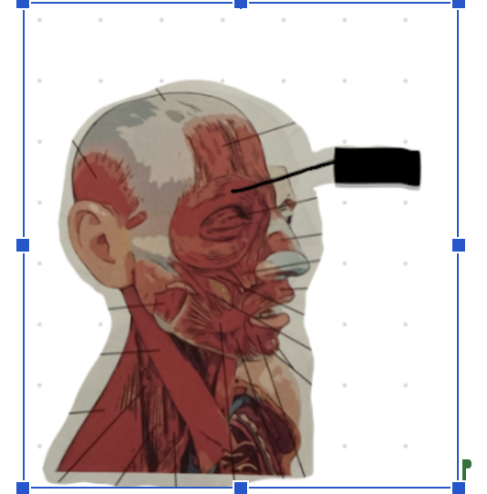 term image