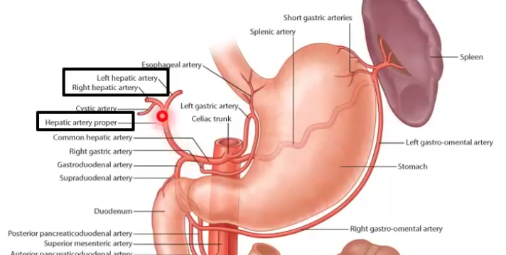 <ul><li><p>branch of the common hepatic artery</p><ul><li><p>branches into</p><ul><li><p>right hepatic artery</p></li><li><p>left hepatic artery</p></li></ul></li></ul></li></ul><p></p>