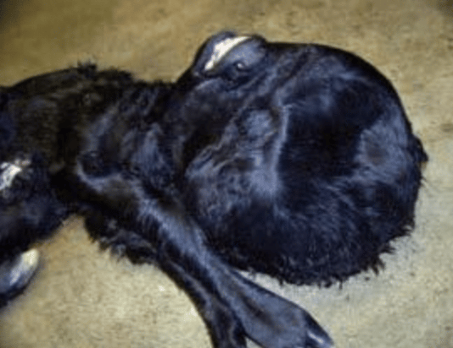<p>Breed affected: Angus</p><p>Appearance: Head the size of a basketball/volleyball from fluid accumulation (external), cleft palate w/ malformed skull & spine </p><p>-recessive lethal</p><p>Test: DNA test</p><p>results: NHF (free) or NHC (carrier)</p>
