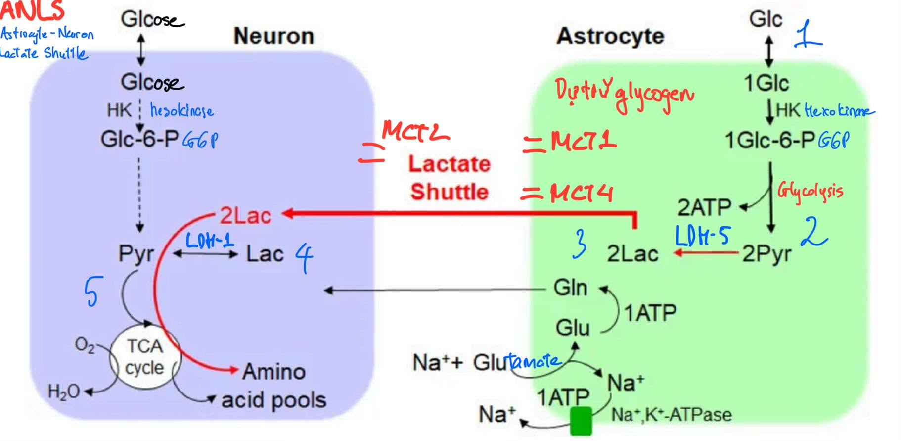 <p>B. Lactate</p>