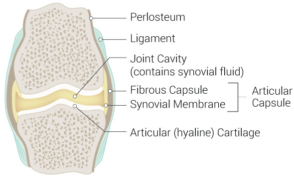 <ul><li><p>Highly movable</p></li><li><p>Contain <strong>synovial fluid</strong> for frictionless movement</p></li></ul><p></p>