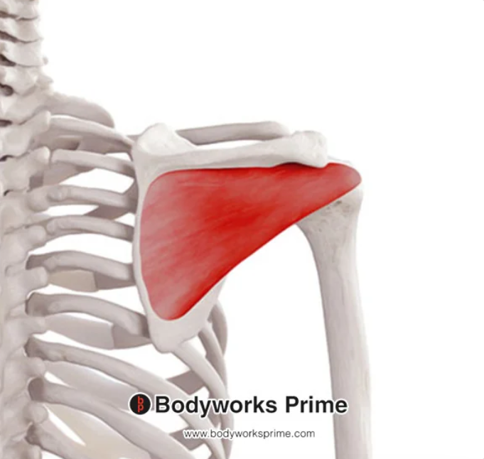 <p>Name this muscle</p>