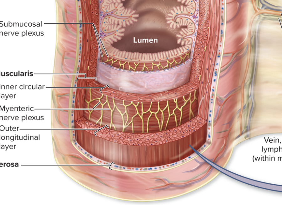 <p>submucosal nerve plexus</p>