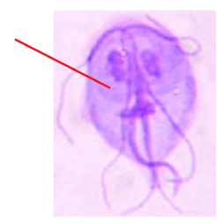 <p>¿Qué estructura usa Giardia para adherirse?</p>