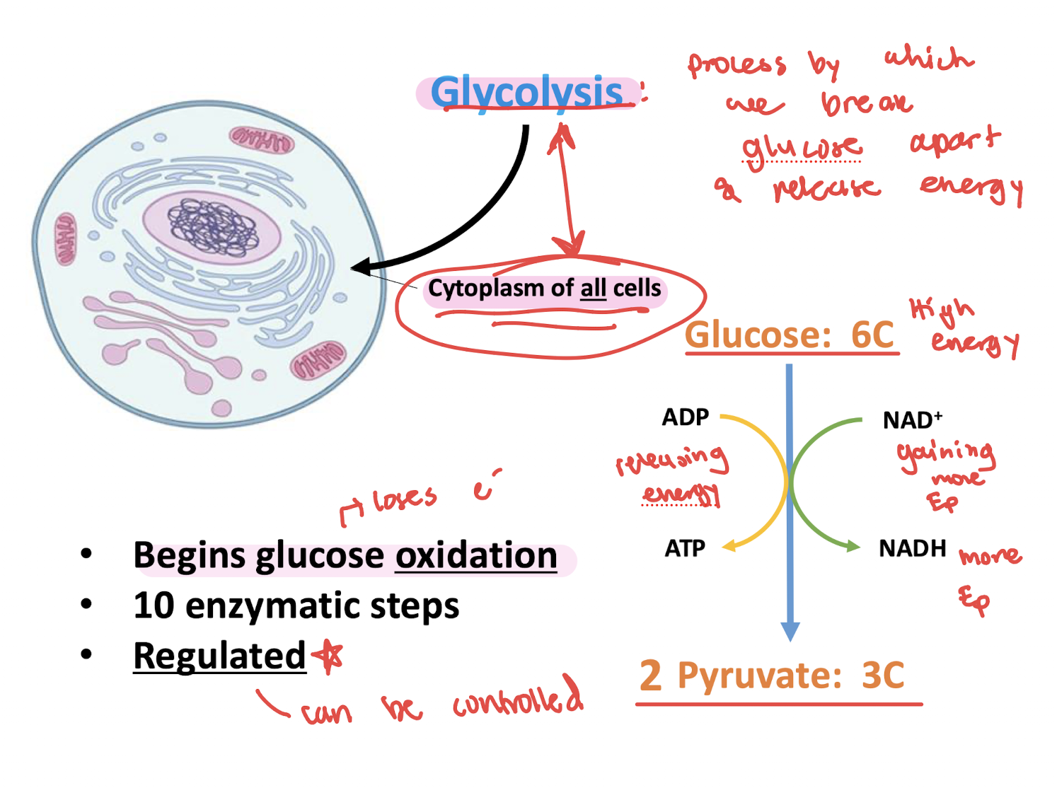<p>Cytoplasm of ALL cells </p>