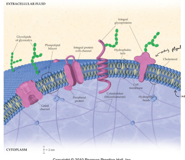 <p>How are lipid bilayers a mosaic in the fluid mosaic model?</p>