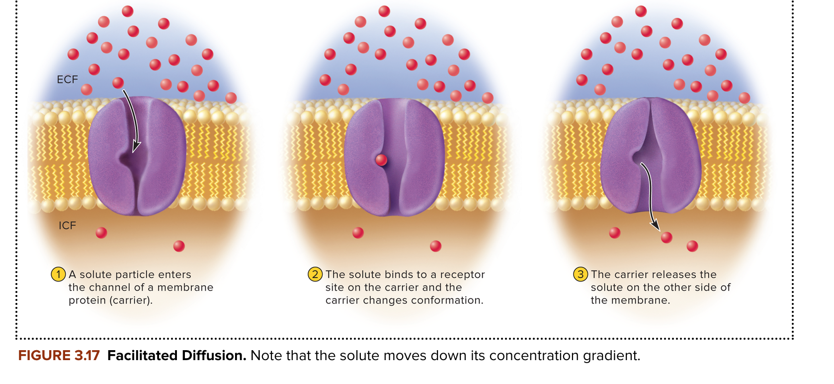 <p><strong>carrier mediated transport</strong> of a solute through a membrane down its concentration gradient. require no metabolic energy (ATP) expenditure.</p>