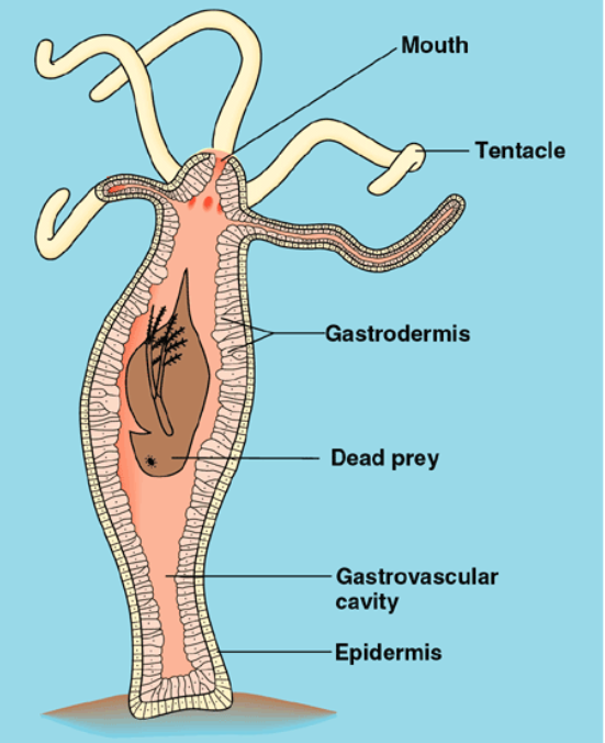 <p>Mouthlike structure located on top of a cone-like structure in <em>Hydra sp.</em></p>